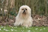 LHASSA APSO 203